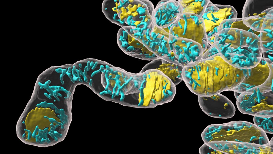 A 3D reconstruction of mitochondria (white), lamellar cristae (yellow), and tubular cristae (cyan) in an NIH3T3 cell on a black background.